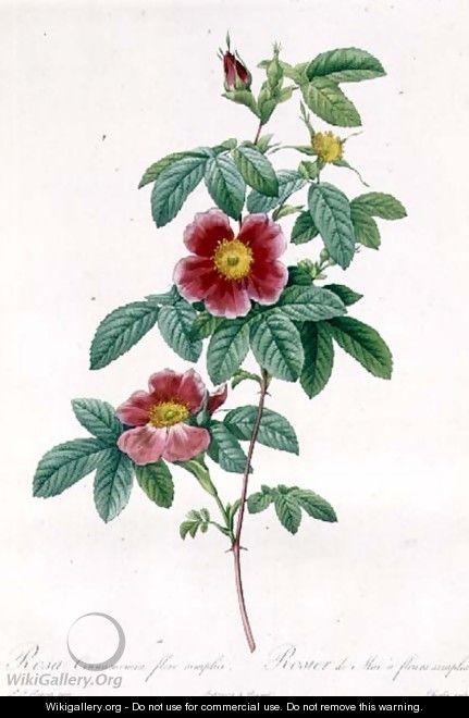Rosa Cinnamomea Flore Simplici - Pierre-Joseph Redouté