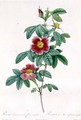 Rosa Cinnamomea Flore Simplici - Pierre-Joseph Redouté