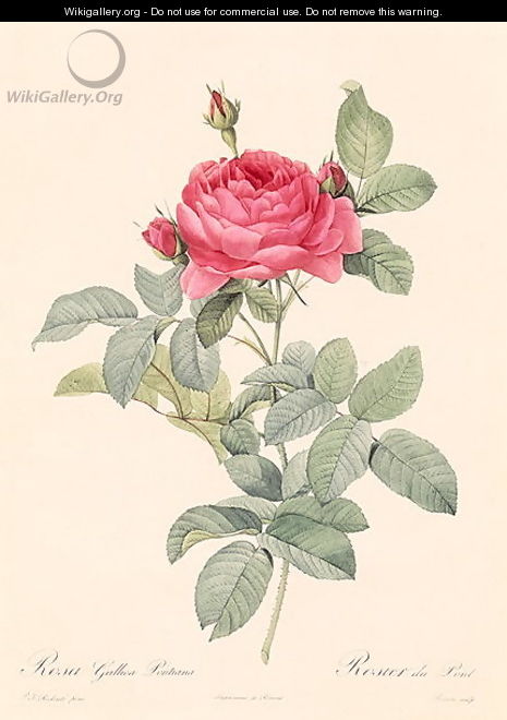 Rosa Gallica Pontiana - Pierre-Joseph Redouté