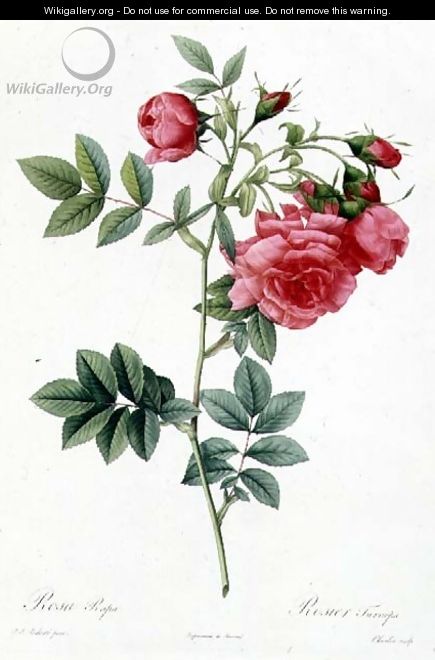 Rosa Pimpinellifolia Flore Variegato - Pierre-Joseph Redouté