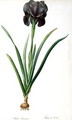 Iris Luxiana, from Les Liliacees - Pierre-Joseph Redouté