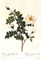 Rosa Pimpinellifolia Alba Flore Multiplei - Pierre-Joseph Redouté