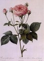 Rosa Gallica Granatus, from Les Roses, vol II, 1821 - Pierre-Joseph Redouté