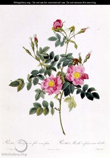 Rosa Rubiginosa Flore Semi-Pleno - Pierre-Joseph Redouté