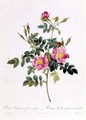 Rosa Rubiginosa Flore Semi-Pleno - Pierre-Joseph Redouté