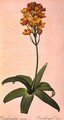 Ornithogalum Aureum, from Les Liliacees - Pierre-Joseph Redouté