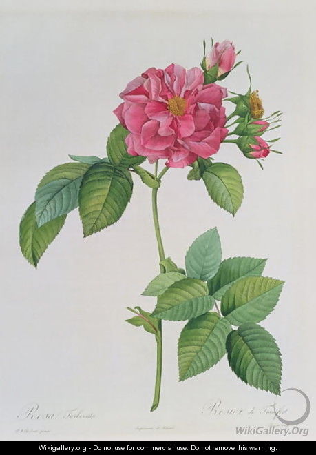Rosa Turbinata, from Les Roses, Vol 1, 1817 - Pierre-Joseph Redouté