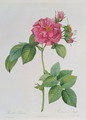 Rosa Turbinata, from Les Roses, Vol 1, 1817 - Pierre-Joseph Redouté