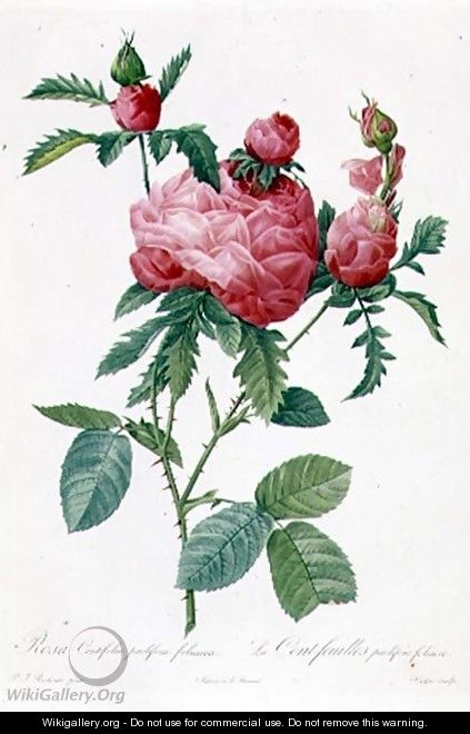 Rosa Centifolia Prolifera Foliacea - Pierre-Joseph Redouté