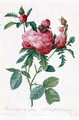 Rosa Centifolia Prolifera Foliacea - Pierre-Joseph Redouté