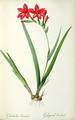 Gladiolus Cardinalis, from Les Liliacees - Pierre-Joseph Redouté