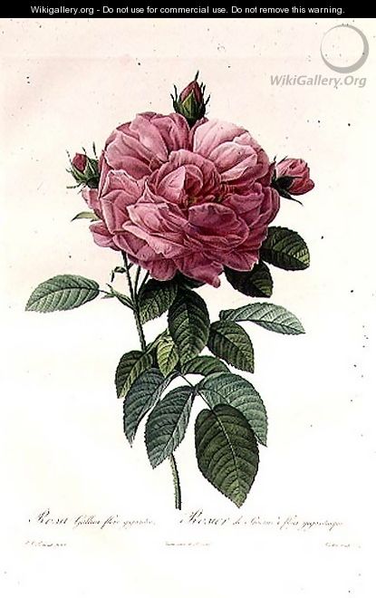 Rosa Gallica Flore Giganteo - Pierre-Joseph Redouté