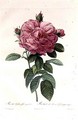 Rosa Gallica Flore Giganteo - Pierre-Joseph Redouté
