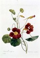 Nasturtium - Pierre-Joseph Redouté