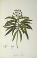 Euphorbia Mellifera, from Le Jardin de la Malmaison, 1802 - Pierre-Joseph Redouté