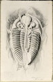 Trilobite from Golden Grove, 6th November 1841 - John Phillips