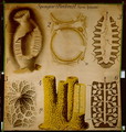 Sycon and Aplysina, No.12, Pfurtschellers Zoological Wall Chart - Paul Pfurtscheller