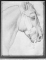 Head of a horse, from the The Vallardi Album 3 - Antonio Pisano (Pisanello)