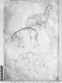 Two tortoises, goat and sheep, from the The Vallardi Album - Antonio Pisano (Pisanello)