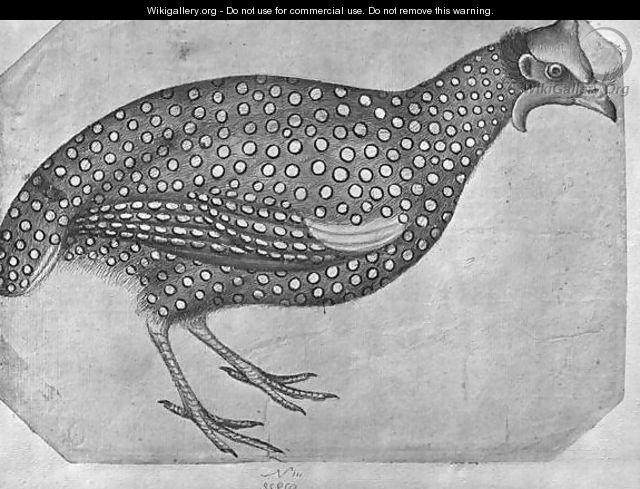 Guinea Fowl, from the The Vallardi Album - Antonio Pisano (Pisanello)