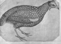 Guinea Fowl, from the The Vallardi Album - Antonio Pisano (Pisanello)