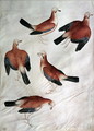 Five Jays, from the Vallardi Album - Antonio Pisano (Pisanello)