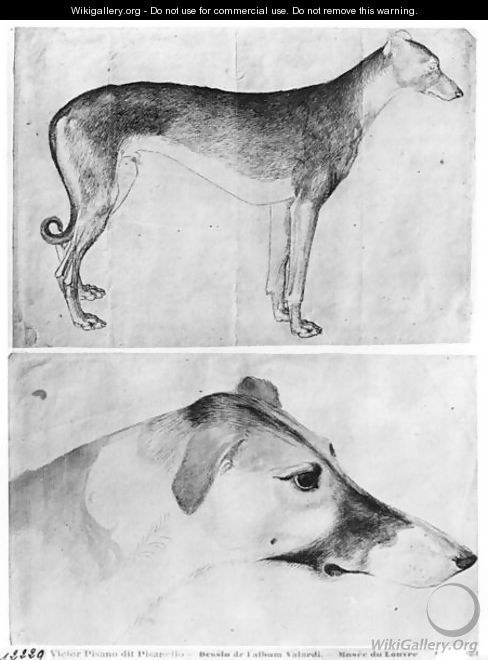 Greyhound and head of a greyhound, from the The Vallardi Album - Antonio Pisano (Pisanello)
