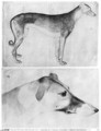 Greyhound and head of a greyhound, from the The Vallardi Album - Antonio Pisano (Pisanello)