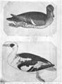 Ducks, from the The Vallardi Album - Antonio Pisano (Pisanello)