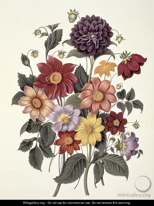 Dahlias, engraved by Weddell, plate 10 from Beauties of Flora by S. Curtis, 1820 - Clara Maria Pope