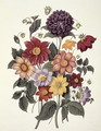 Dahlias, engraved by Weddell, plate 10 from Beauties of Flora by S. Curtis, 1820 - Clara Maria Pope