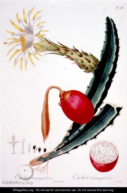 Cactus Triangularis, plate 26 from Flore des Antilles Volume 4, by Francois Richard Tussac, published 1808-27 - (after) Poiteau, Pierre Antoine