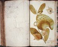 Ms 23 Cardamom, from a manuscript on plants of the Antilles and Santo Domingo - Charles Plumier