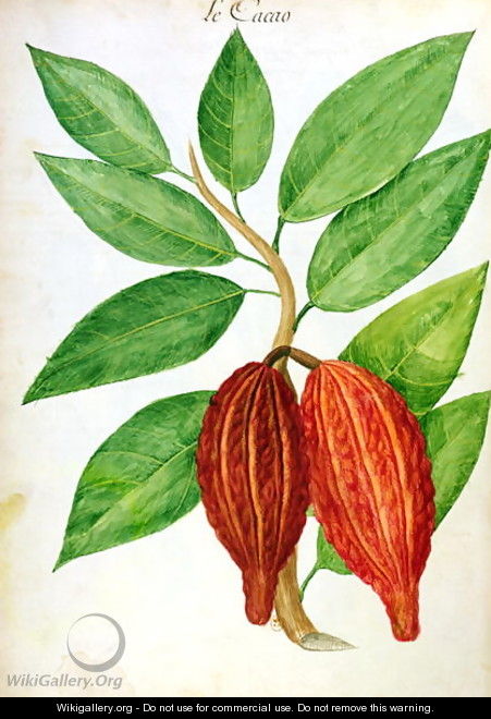 Cacao, from a manuscript on plants and civilization in the Antilles, c.1686 - Charles Plumier