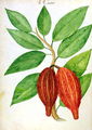 Cacao, from a manuscript on plants and civilization in the Antilles, c.1686 - Charles Plumier