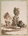 Tree Study - Nicolas Poussin