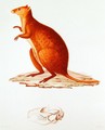 The Wallaby or Short-Tailed Kangaroo setonix brachyrus illustration from Voyage de la Corvette l'Astrolabe Pendant les Annes 1826-29 by Jules Sebastien Cesar Dumont dUrville 1790-1842 1830-35 - (after) Pretre, Jean Gabriel