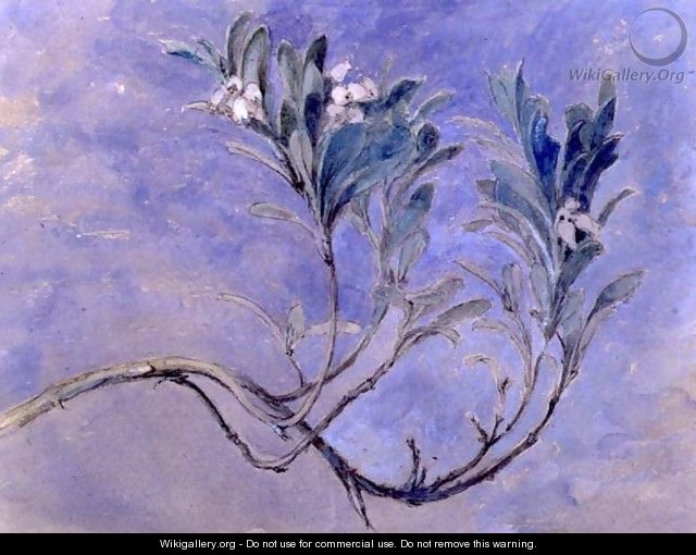 Study of a Sprig of a Myrtle Tree, c.1877 - John Ruskin