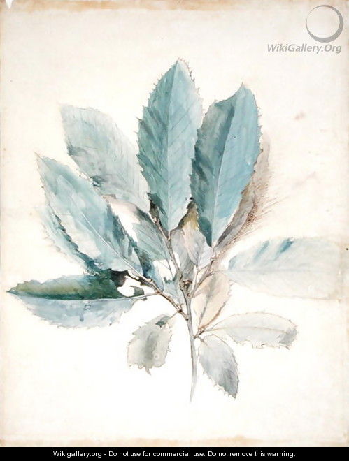 Chestnut Leaves, c.1870 - John Ruskin