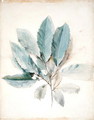 Chestnut Leaves, c.1870 - John Ruskin