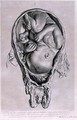 Anatomical drawing of a foetus in the womb, engraved by Francois Simon Ravenet 1706-74 pub. 1774 - (after) Rymsdyk, Jan van