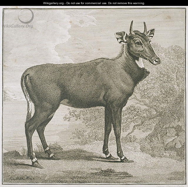 Plate of the Nyl-ghan, engraved by James Basire 1730-1802 - (after) Stubbs, George