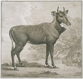 Plate of the Nyl-ghan, engraved by James Basire 1730-1802 - (after) Stubbs, George