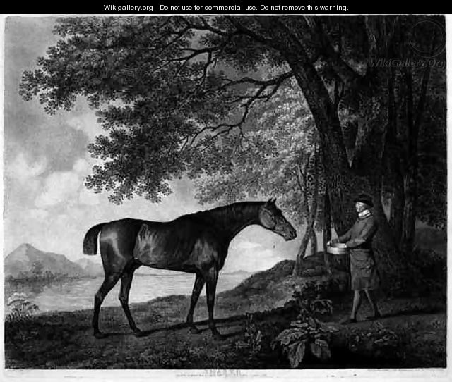 Sharke, engraved by George Townley Stubbs 1756-1815 pub. 1794 - (after) Stubbs, George