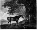 Sharke, engraved by George Townley Stubbs 1756-1815 pub. 1794 - (after) Stubbs, George