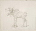 Drawing of Duke of Richmonds Second Bull Moose - George Stubbs