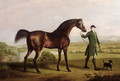 A Horse Belonging to the Rt. Honourable Lord Grosvenor called Bandy from his Crooked Leg, exh. 1763 - George Stubbs