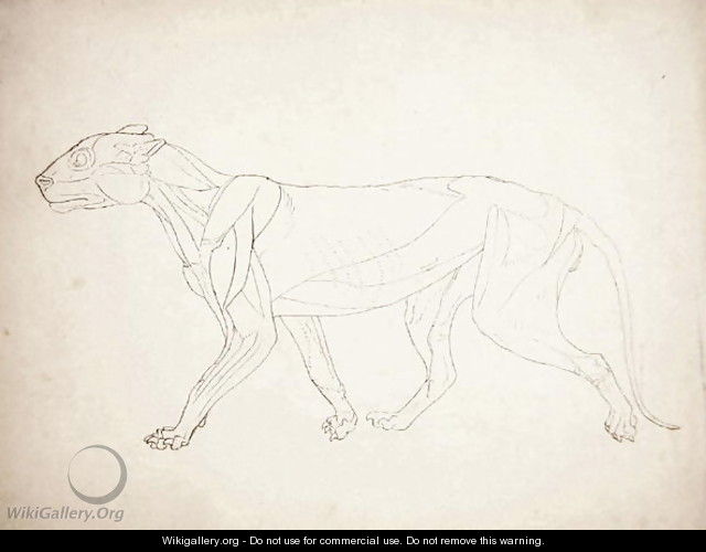 Study of a Tiger, Lateral View, from A Comparative Anatomical Exposition of the Structure of the Human Body with that of a Tiger and a Common Fowl, 1795-1806 9 - George Stubbs
