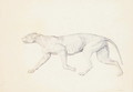 Study of a Tiger, Lateral View, from A Comparative Anatomical Exposition of the Structure of the Human Body with that of a Tiger and a Common Fowl, 1795-1806 5 - George Stubbs