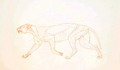 Study of a Tiger, Lateral View, from A Comparative Anatomical Exposition of the Structure of the Human Body with that of a Tiger and a Common Fowl, 1795-1806 3 - George Stubbs